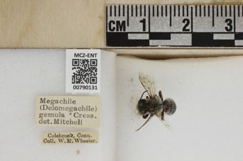 Media type: image;   Entomology 790131 Aspect: Labels